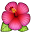 :hibiscus: